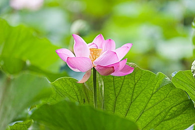 我们花两小时做作业的英文｜学海泛舟，减压秘籍：轻松完成作业的乐趣之旅-1
